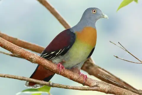Little Green Pigeon