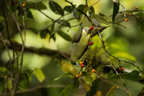 Sumatran Green Pigeon