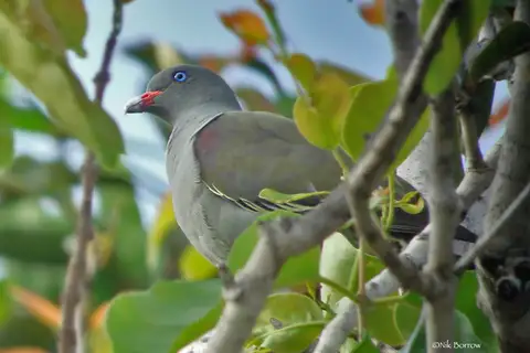 Pemba Green Pigeon