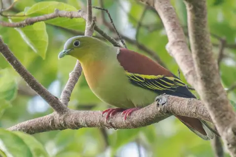 Ashy-headed Green Pigeon