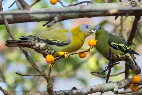 Yellow-footed Green Pigeon