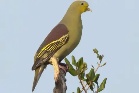 Sri Lanka Green Pigeon