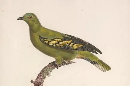 Timor Green Pigeon