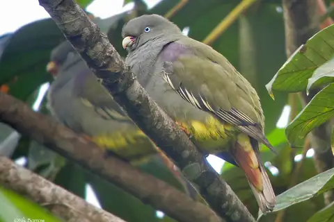 Sao Tome Green Pigeon