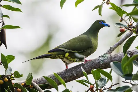Yellow-vented Green Pigeon