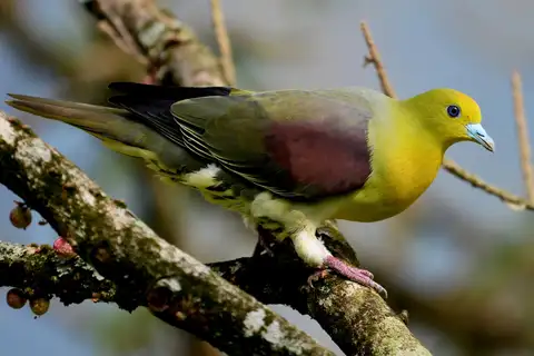 White-bellied Green Pigeon