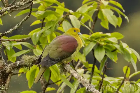 Wedge-tailed Green Pigeon
