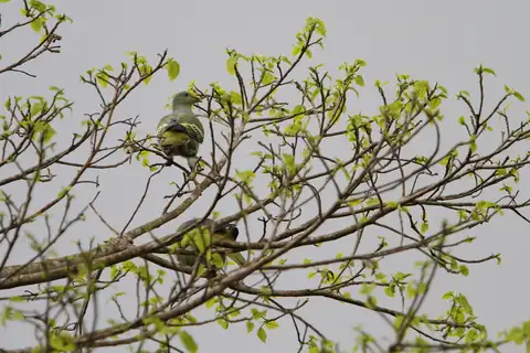 Sumba Green Pigeon