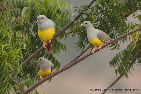 Bruce's Green Pigeon