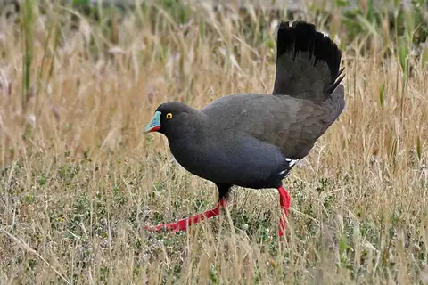 Black-tailed Nativehen