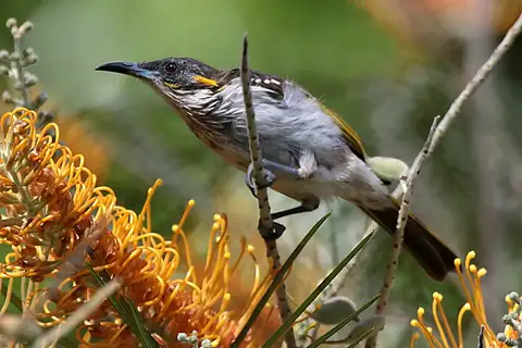 White-streaked Honeyeater