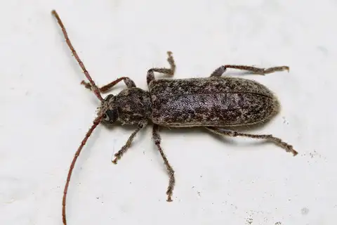 Trichoferus fasciculatus
