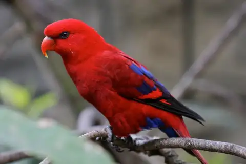 Red Lory