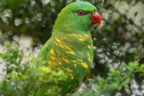 Scaly-breasted Lorikeet