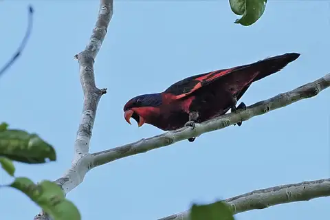 Black-winged Lory