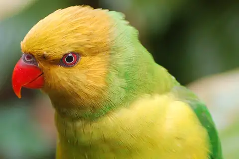 Olive-headed Lorikeet