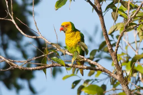 Sula Lorikeet