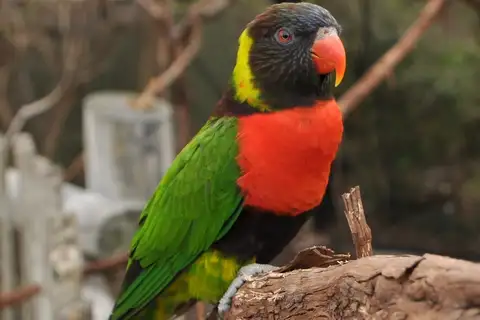 Sunset Lorikeet