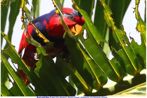 Red-and-blue Lory