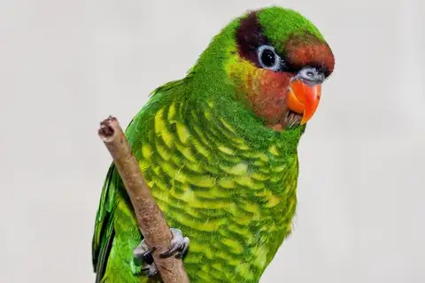 Mindanao Lorikeet