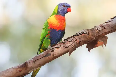 Rainbow Lorikeet
