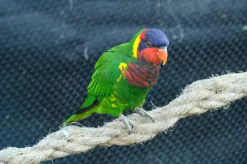 Ornate Lorikeet
