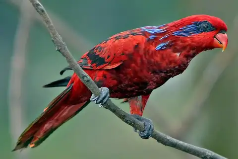 Blue-streaked Lory