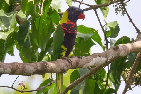 Biak Lorikeet