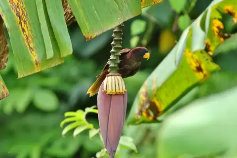 Pohnpei Lorikeet