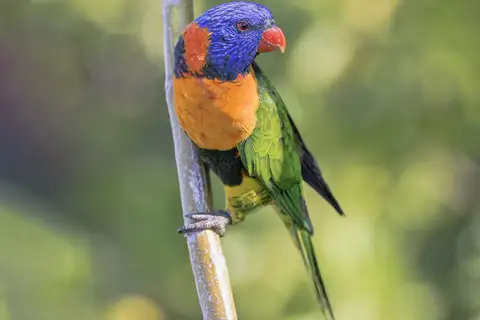 Red-collared Lorikeet