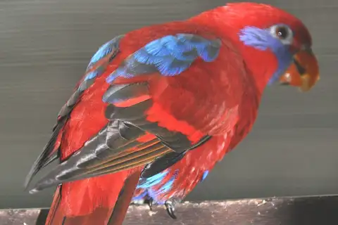 Blue-eared Lory
