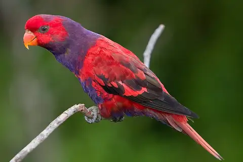 Violet-necked Lory