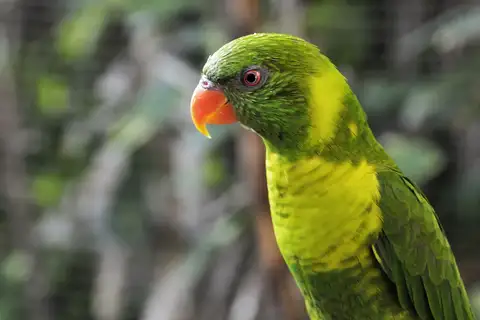 Leaf Lorikeet