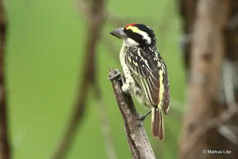 Red-fronted Barbet
