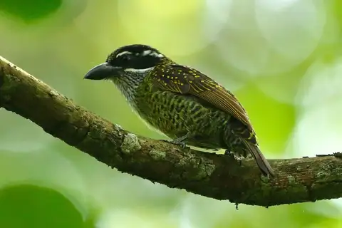 Hairy-breasted Barbet