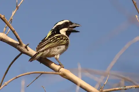 Black-throated Barbet