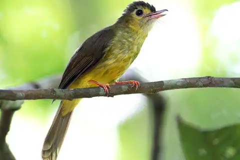 Hairy-backed Bulbul