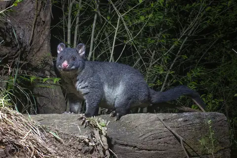 Short-eared Brush-tailed Possum