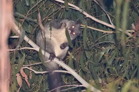 Mountain Brush-tailed Possum