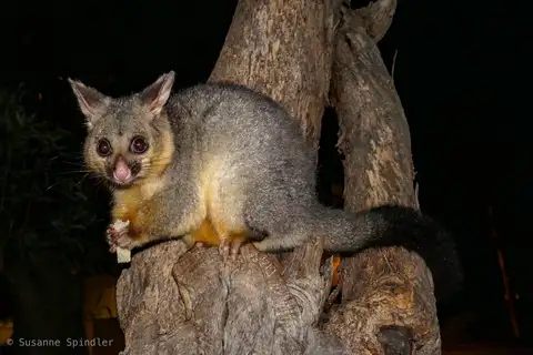 Common Brushtail Possum