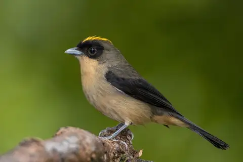 Black-goggled Tanager