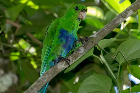 Blue-bellied Parrot