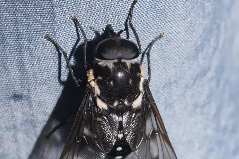 Triclista guttata