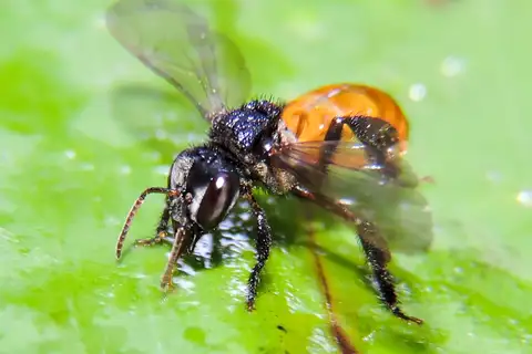 Red-tailed Stingless Bee