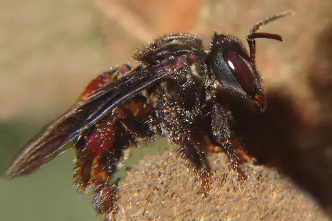 Spiny-legged Stingless bee