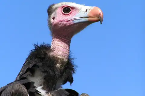 White-headed Vulture