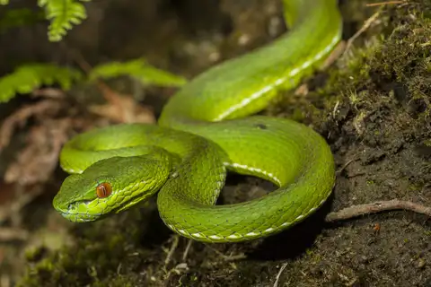 Chinese Green Tree Viper