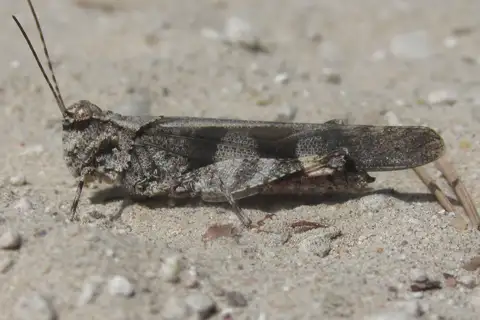 Masked Grasshopper