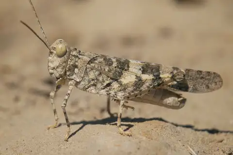 Trimerotropis ochraceipennis