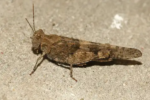Pallid-winged Grasshopper